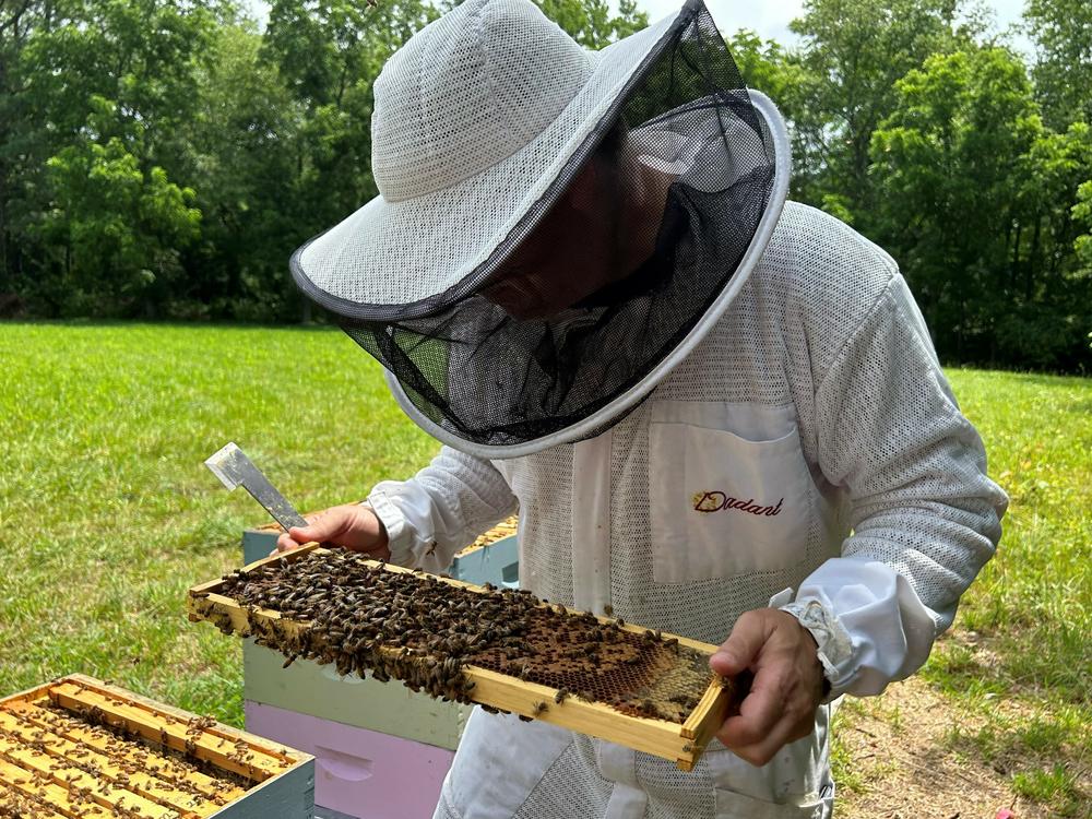 Beekeeper Steven Reese inspects his hives at Bennett Orchards in Frankford, Del.