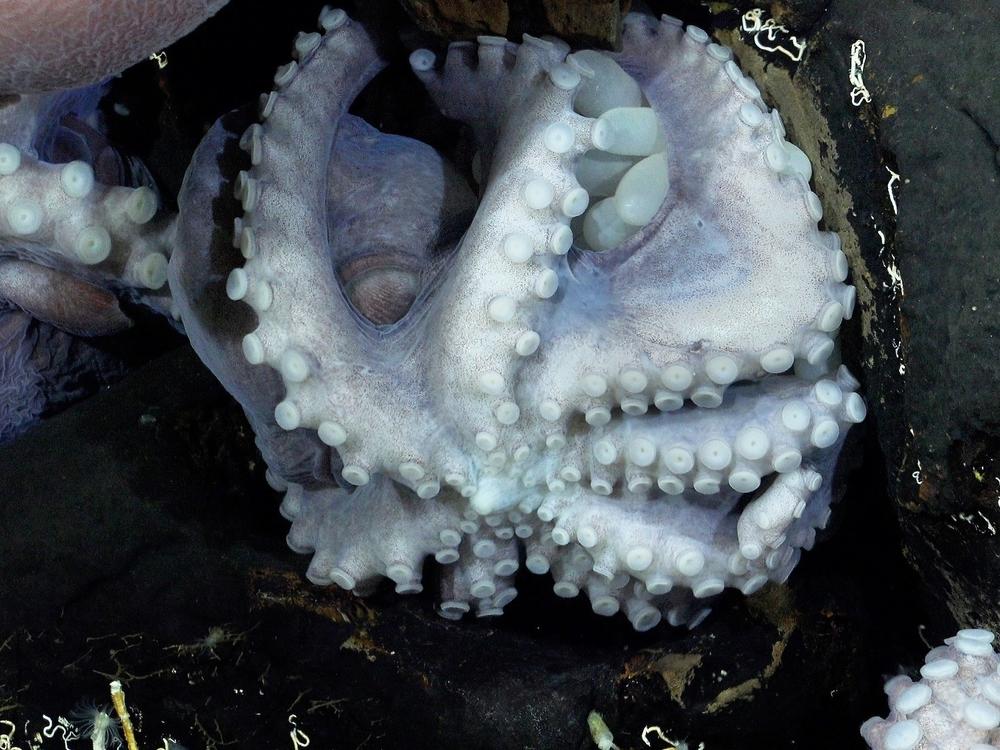 Researchers found <em>Muusoctopus</em> nursery grounds on a low-temperature hydrothermal vent off the shore of Costa Rica.