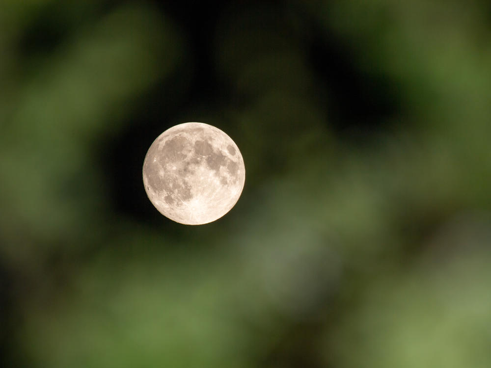 The Flower Moon is seen through trees in May 2021 in Amesbury, United Kingdom.