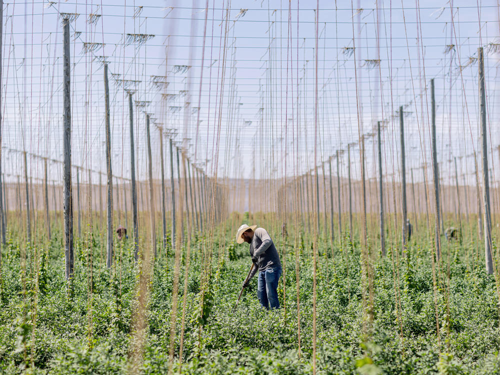A field worker uproots weeds in between rows of hops on a farm near Sunnyside, Wash., on June 14, 2023.