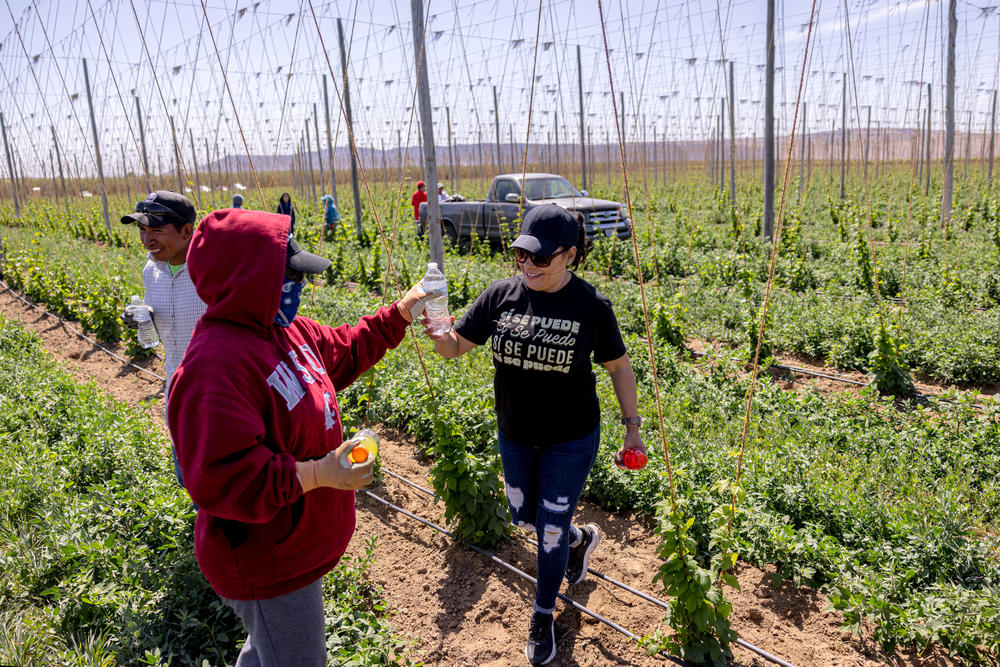United Farmer Workers employee Lorena Abalos passes out bottles of drinking water to agriculture workers in a hops field in Washington state's Yakima Valley on June 13, 2023.