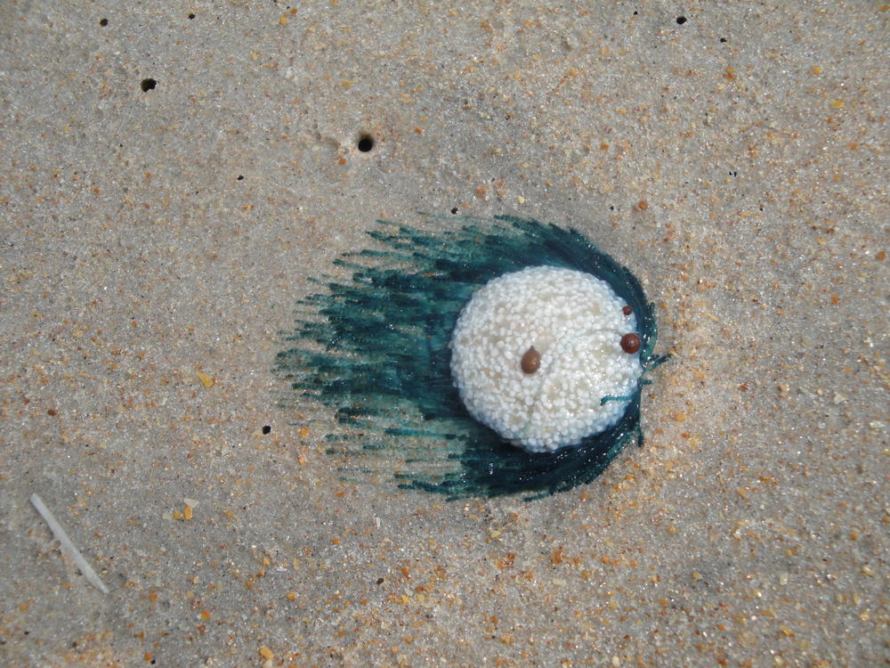 Beachgoers have reported recent sightings of the porpita porpita, which goes by the common misnomer 