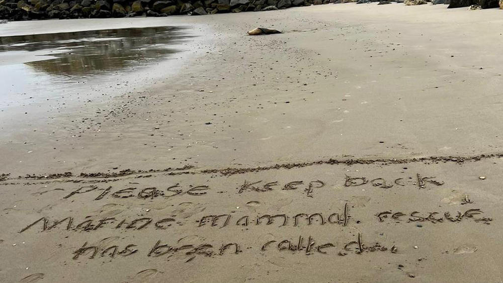 Beachgoers have been asked to stay at least 50 feet away from animals poisoned by toxic algae because of the risk that the sea creatures may turn aggressive.