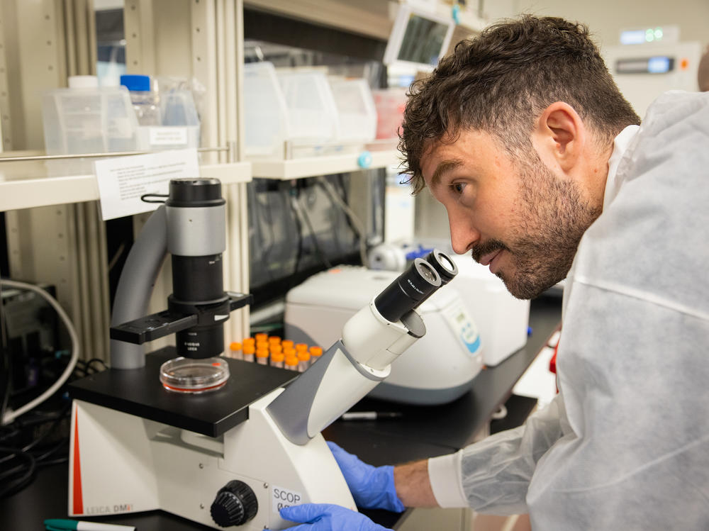 Conception's chief scientific officer, Pablo Hurtado, examines very early primordial germ cells under a microscope in a company lab in Berkeley, California.