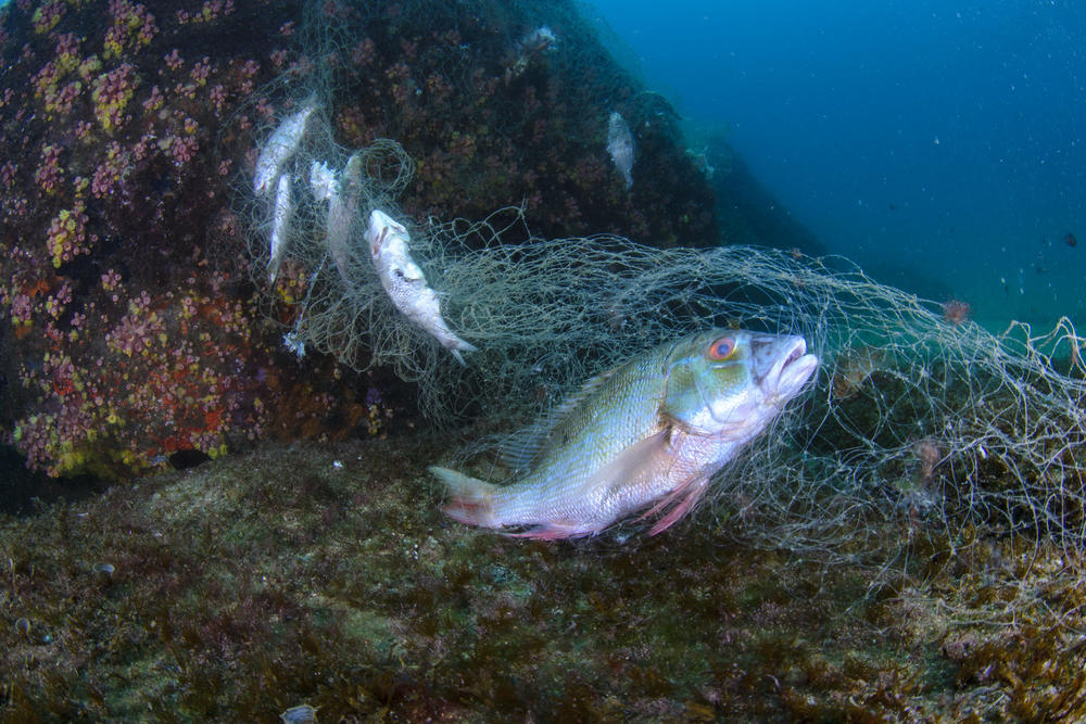 The study found that low and middle-income countries (like Brazil, the Philippines and the East African nation of Comoros) tend to have more plastic pollution in the ocean due to limited resources for waste management and better fishing gear. On this shallow reef off the coast of São Paulo, Brazil, fish have become entangled in a stray net.