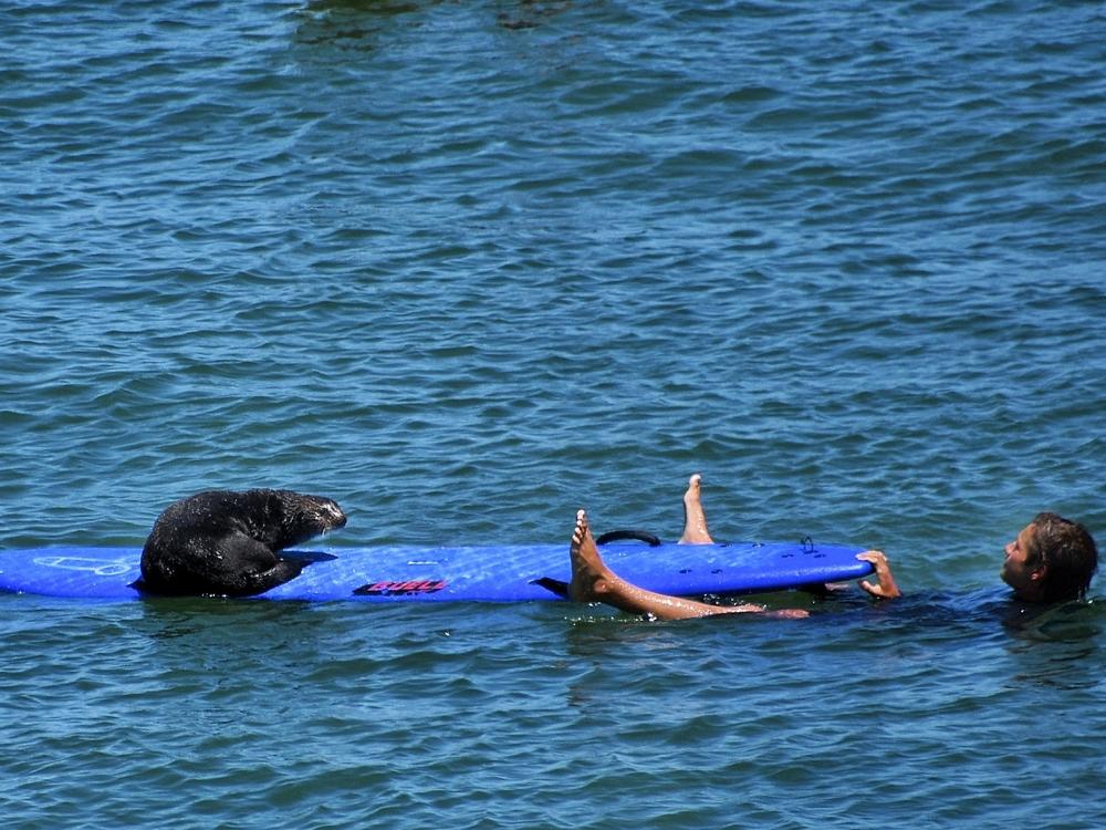 An otter at a popular surf break in Santa Cruz has been confronting surfers, going as far as stealing their boards and riding waves.
