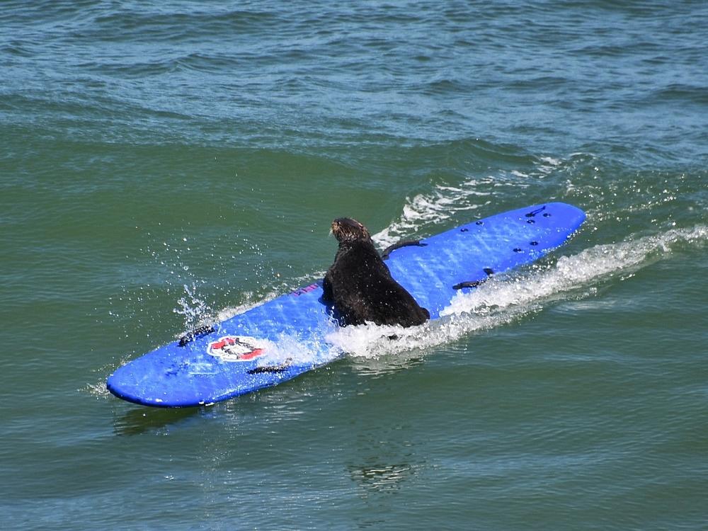 A southern otter in Santa Cruz, Calif., catches a wave after stealing a surfer's board.