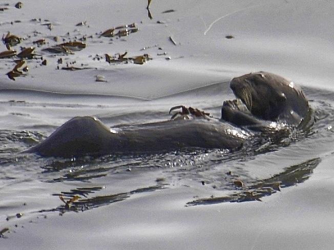 The southern sea otter was believed to be extinct until a family of 50 was found in Big Sur in 1938. Since being labeled an endangered species, they have bounced back from near extinction.
