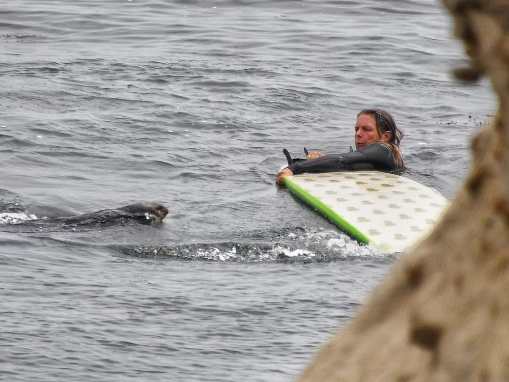 The otter at Steamer Lane will live out the rest of its life in captivity once caught by the USFWS and aquarium staff. She's no longer afraid of humans, and if the otter were to bite or harm a person, she would have to be euthanized. .