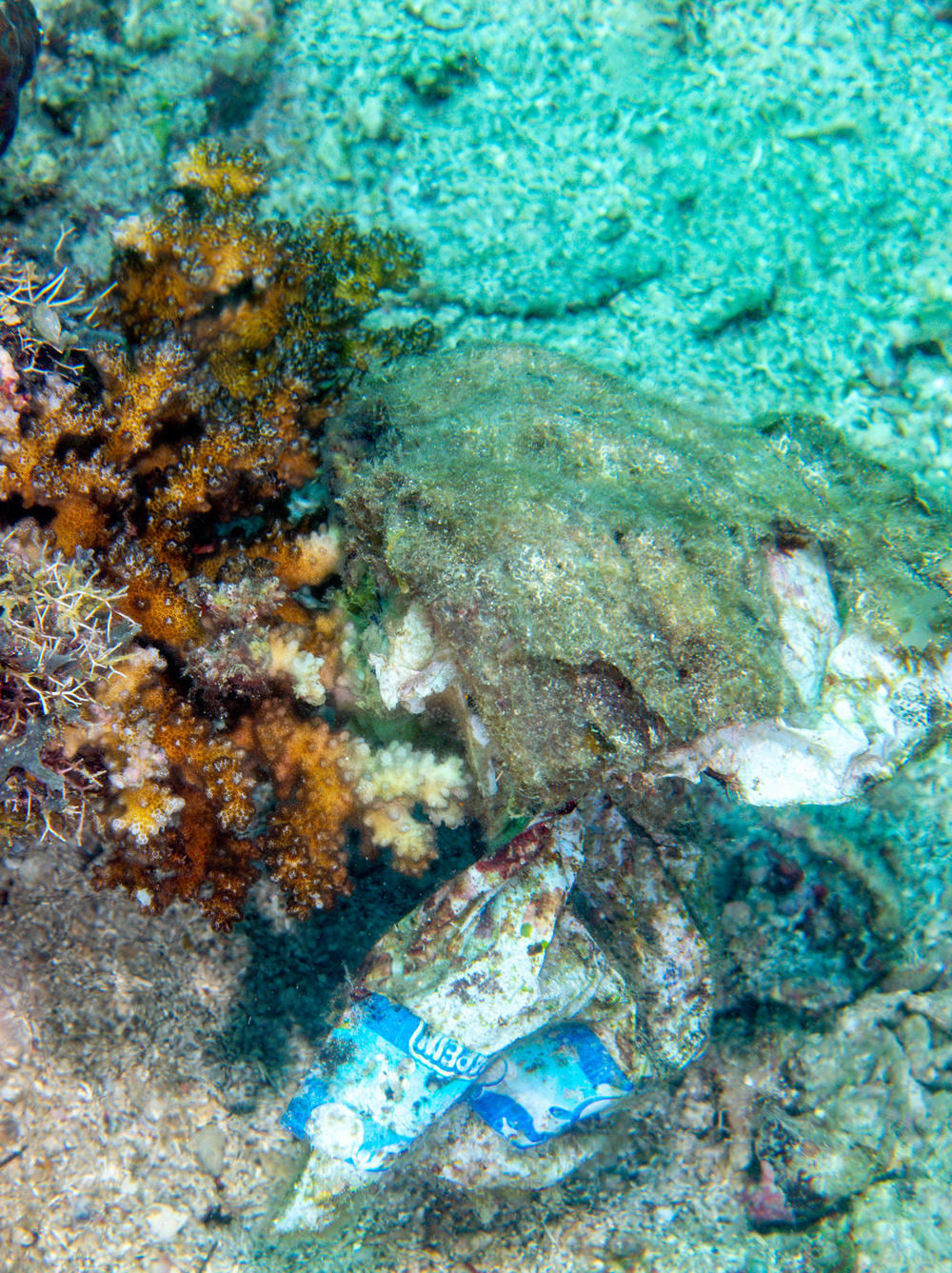 Plastic not only suffocates and kills corals, sponges and other invertebrates but it also increases the likelihood of a coral getting a disease. Here, a plastic bag has entangled a coral in the Philippines, turning some of the branches white — indicating that they are dead or dying.