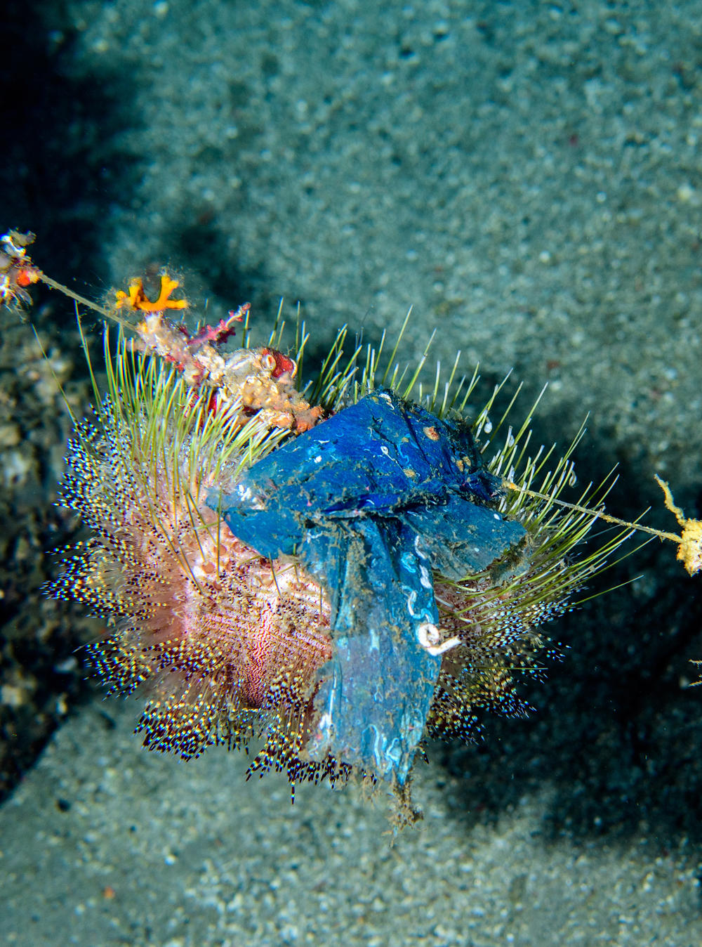The lion's share of plastic debris found by the study was fishing gear: ropes, long lines, nets. A fire urchin in the Philippines is clinging to a fishing line while camouflaging itself with a piece of blue plastic instead of its usual choices of seagrass or rubble.