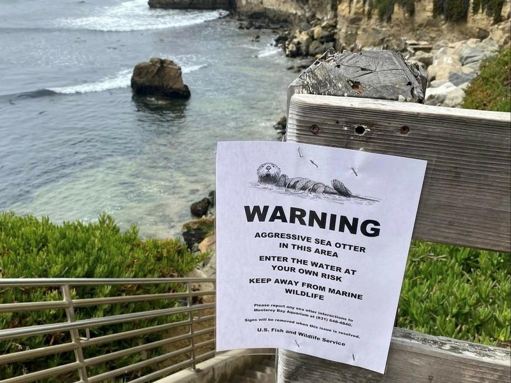 The Santa Cruz Police Department warned locals about an ill-tempered southern sea otter confronting people at a popular surf spot known as Steamer Lane along West Cliff Drive.