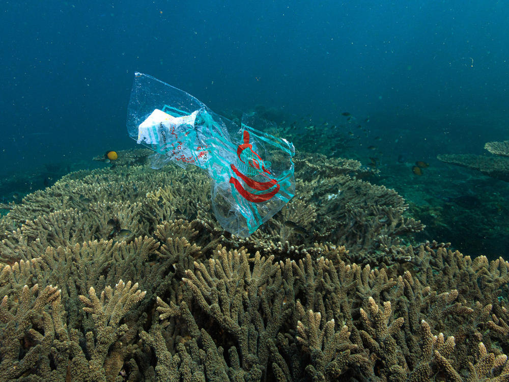 Researchers found that plastic debris sits atop almost 92% of the reefs they studied, including some of the most remote and uninhabited ones. Here in Oman, plastic floats past an otherwise healthy reef.