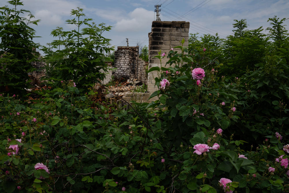 A destroyed home is surrounded by blooming rosebushes in May in Kapytolivka.