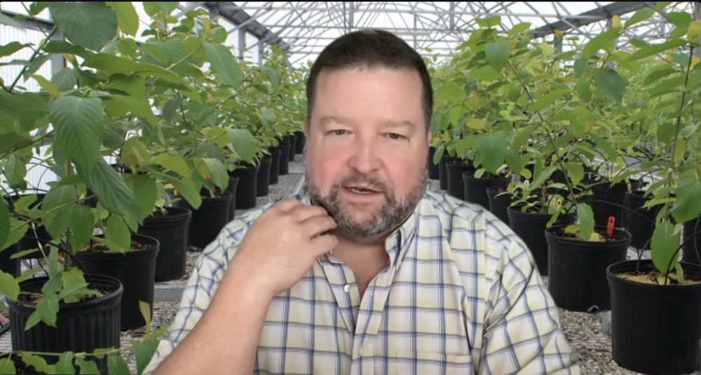 Kratom plants cultivated for research frame University of Florida medicinal chemist Dr. Chris McCurdy as his customized background display during a Zoom interview with a reporter.