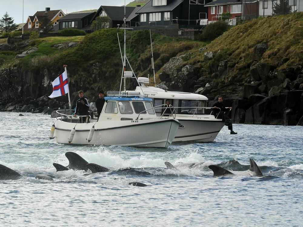 A group of fisherman drive pilot whales towards the shore during a hunt in the Faroe Islands in May 2019.