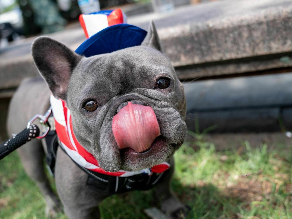 Luna the French Bulldog dressed up for the National Independence Day Parade in Washington, DC, on July 4th.