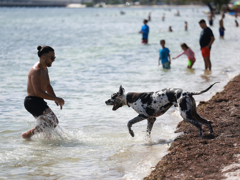 Man and man's best friend cool off in Miami, Florida last month.