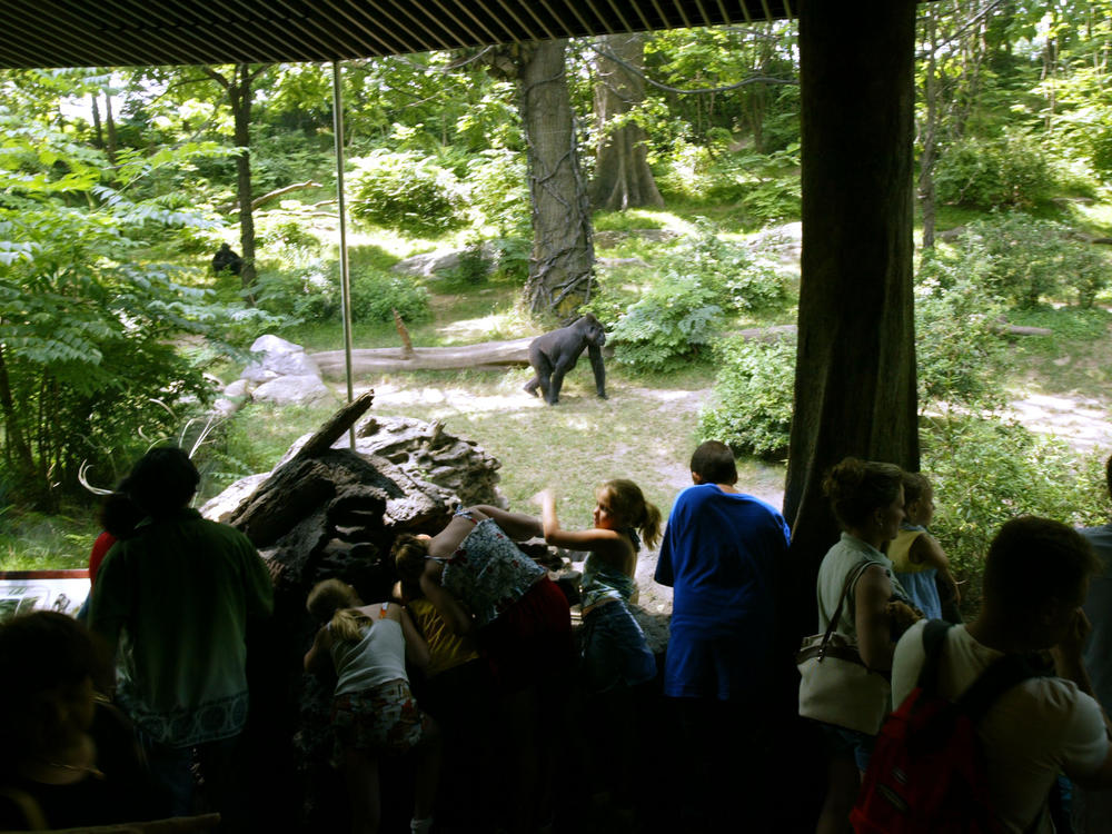 People look at a lowland gorillas at the Bronx Zoo's Congo Gorilla Forest exhibit on July 8, 2003, in New York City.