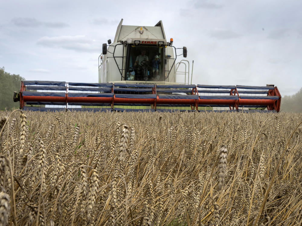 A harvester collects wheat in Ukraine, on Aug. 9, 2022. On Monday, Russia suspended its participation in a wartime deal brokered by the U.N. and Turkey that was designed to move food from Ukraine to parts of the world where millions are going hungry.