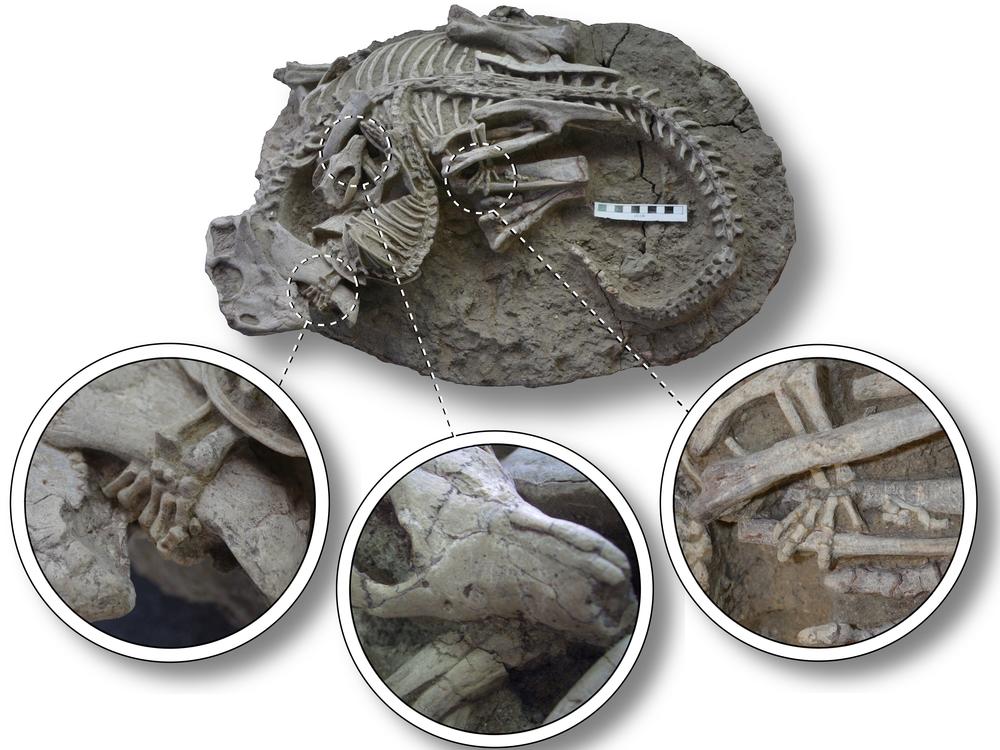 In the fossil, one of the mammal's paws grabs the dinosaur's lower jaw (left), another paw grips a hind leg (right), and its teeth sink into the dinosaur's ribcage (center).