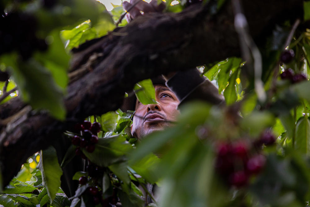 Cherry farms in Washington state are among those that are requesting more guest workers every year. Farm owners say a shortage of local workers has forced them to turn to the H-2A program.