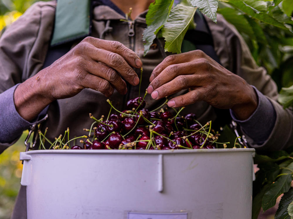 A worker harvests cherries in the early hours of the morning on a farm near Sunnyside, Wash., on June 14.
