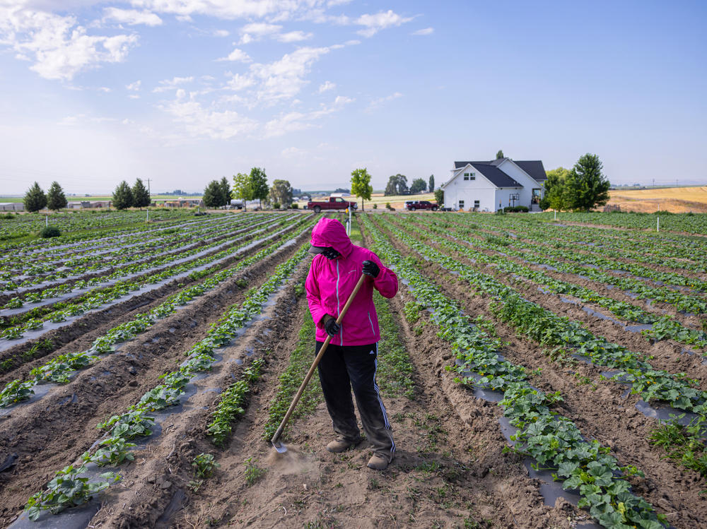 Patricia Mendoza says she was happy when she first heard that farmworkers would be eligible for overtime. She didn't anticipate that she would lose hours as a result of the new law.