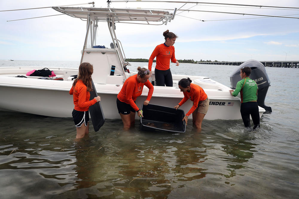 A team of researchers from Andrew Baker's lab at the University of Miami has been studying the effect of warming and ocean acidification on coral in South Florida for several years.