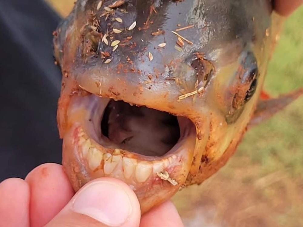 A pacu — a relative of the piranha, but with molar-like teeth — was caught in a neighborhood pond in Oklahoma.