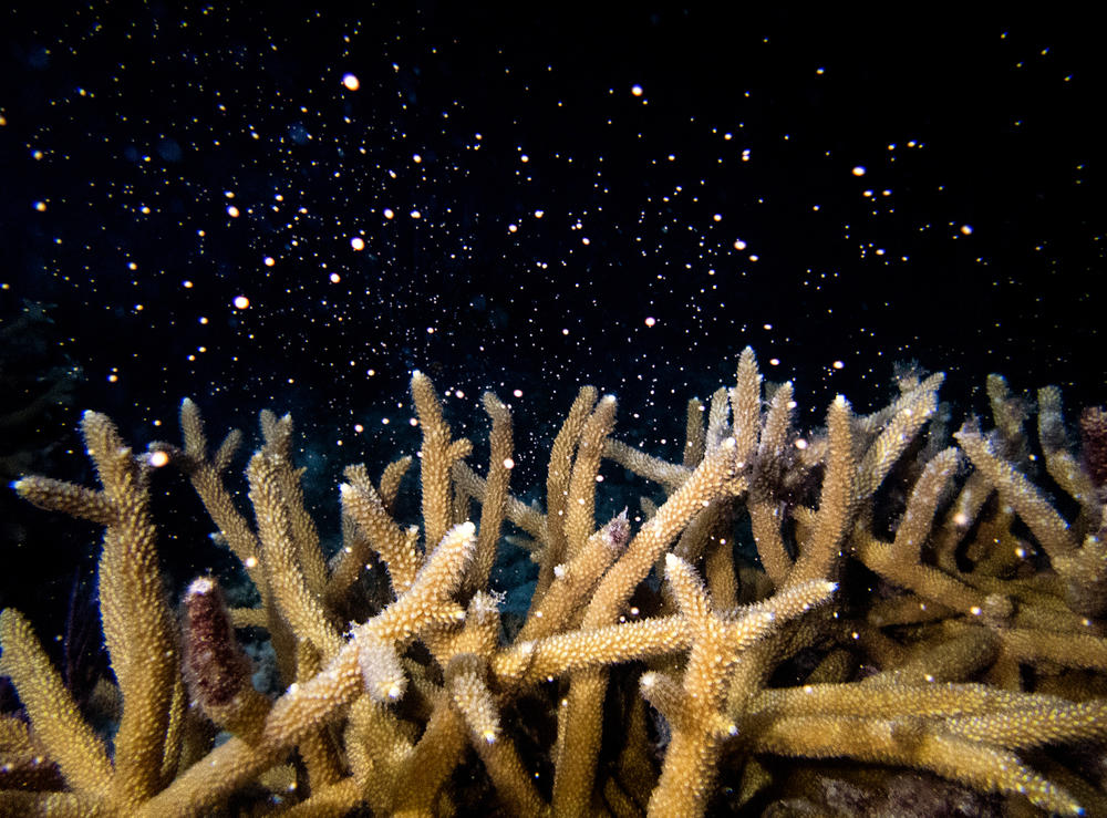 During summer spawning, as seen here, corals release millions of eggs and sperm to produce babies. Scientists are concerned the ocean heat wave could hamper that spawning.
