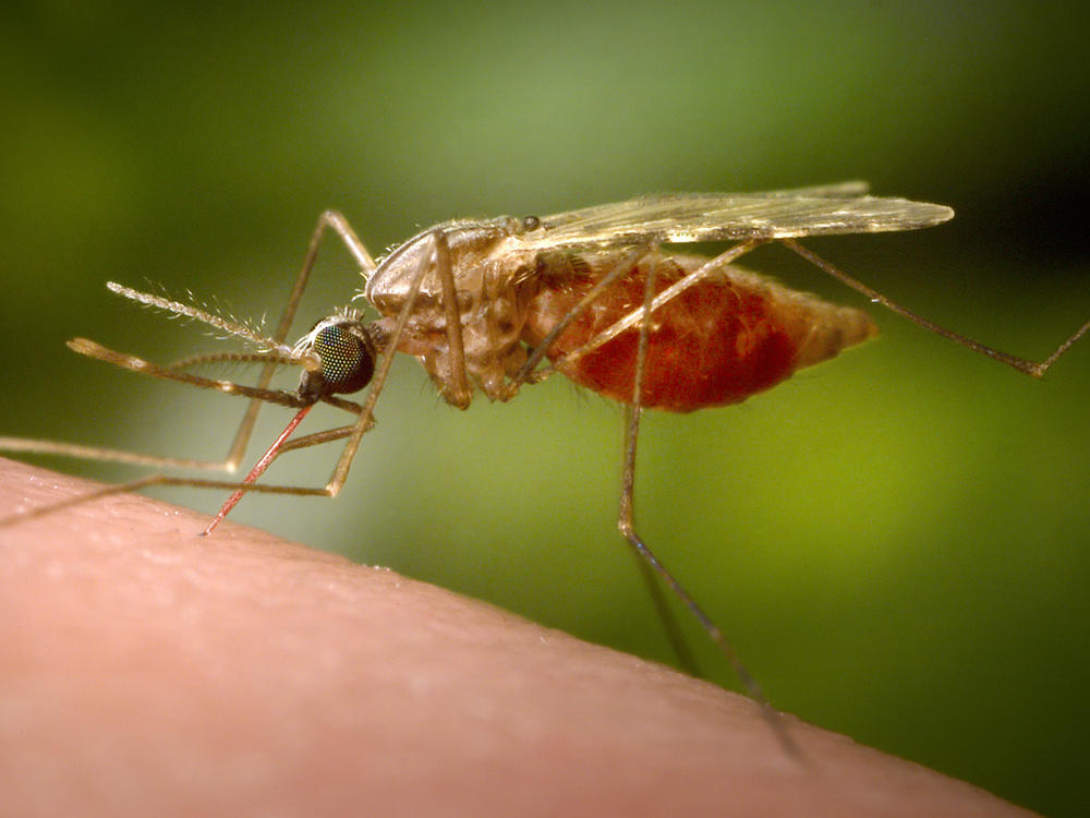 Mosquitoes spread malaria. Now researchers hope that a gene drive technology could turn them into malaria fighters. Although not every scientist thinks it's a good idea to genetically modify a wild animal.