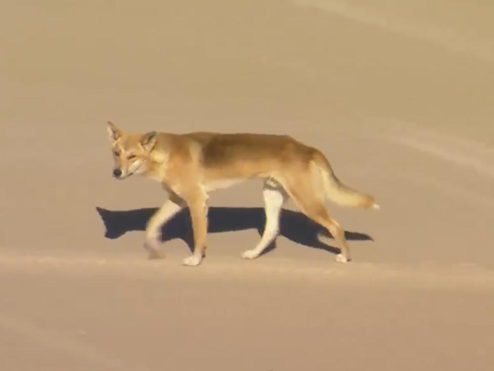 In this aerial image made from video, a dingo walks on beach on K'gari, formerly known as Fraser Island, Australia, on Monday, July 17, 2023.