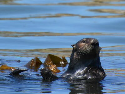 Otter 841 has successfully evaded capture in Santa Cruz, Calif., for more than a week, despite efforts by wildlife officials. The otter has been deemed a public health risk because of its concerning interactions with humans.