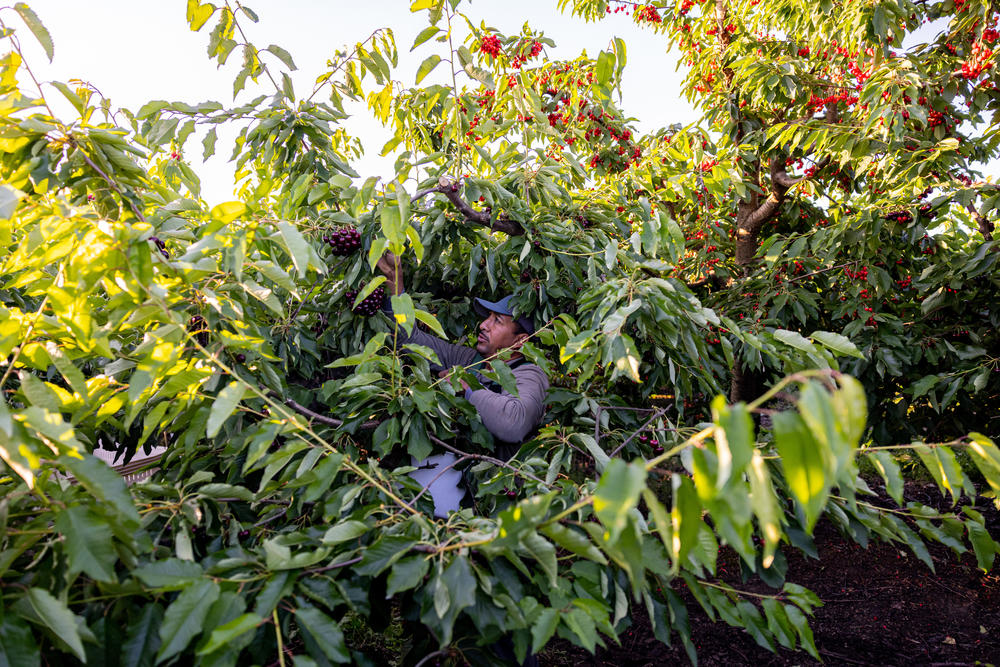 A farmworker picks cherries on a farm in the Yakima Valley on June 14. Facing labor shortages, farms like this one are increasingly turning to guest workers brought in from other countries.