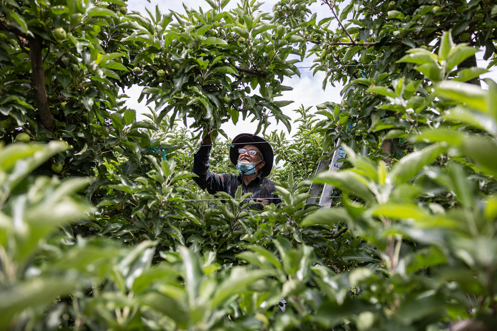 A farmworker picks early growth apples to improve spacing in a field near Sunnyside, Wash., on June 13.