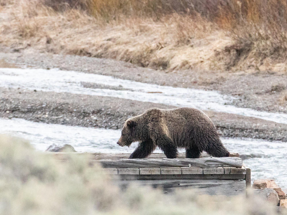 A woman was found dead on the Buttermilk Trail about eight miles outside of West Yellowstone, Mont., on Saturday. Investigators found grizzly bear tracks at the scene of what they believe was a bear encounter.