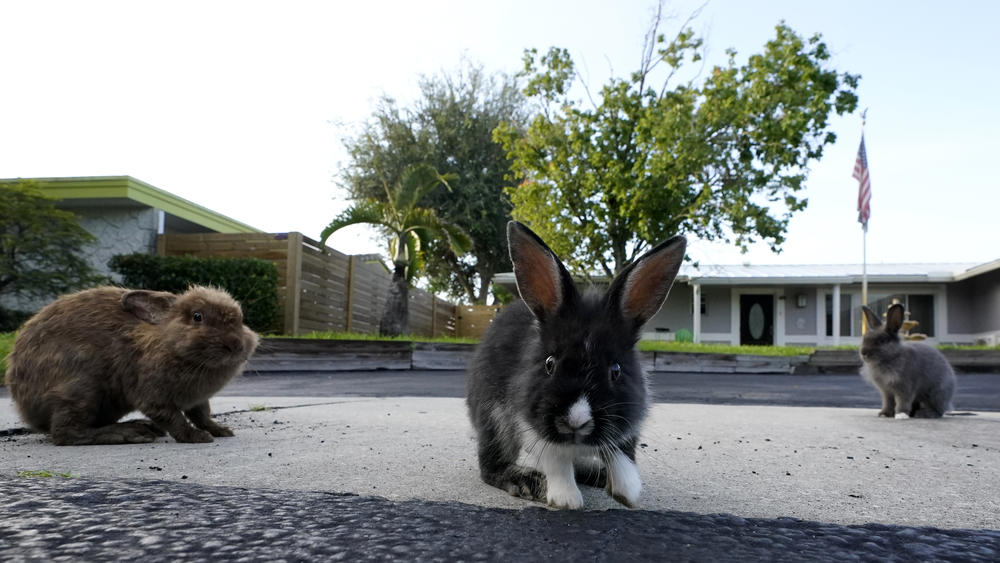 A trio of rabbits gather on a driveway, in Wilton Manors, Fla., earlier this month. About 100 lionhead rabbits have taken up residence in the suburban Fort Lauderdale community.
