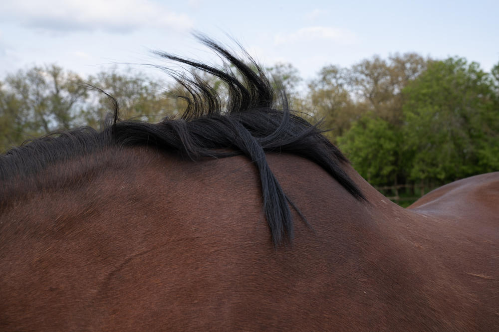 A horse's mane blows in the breeze.