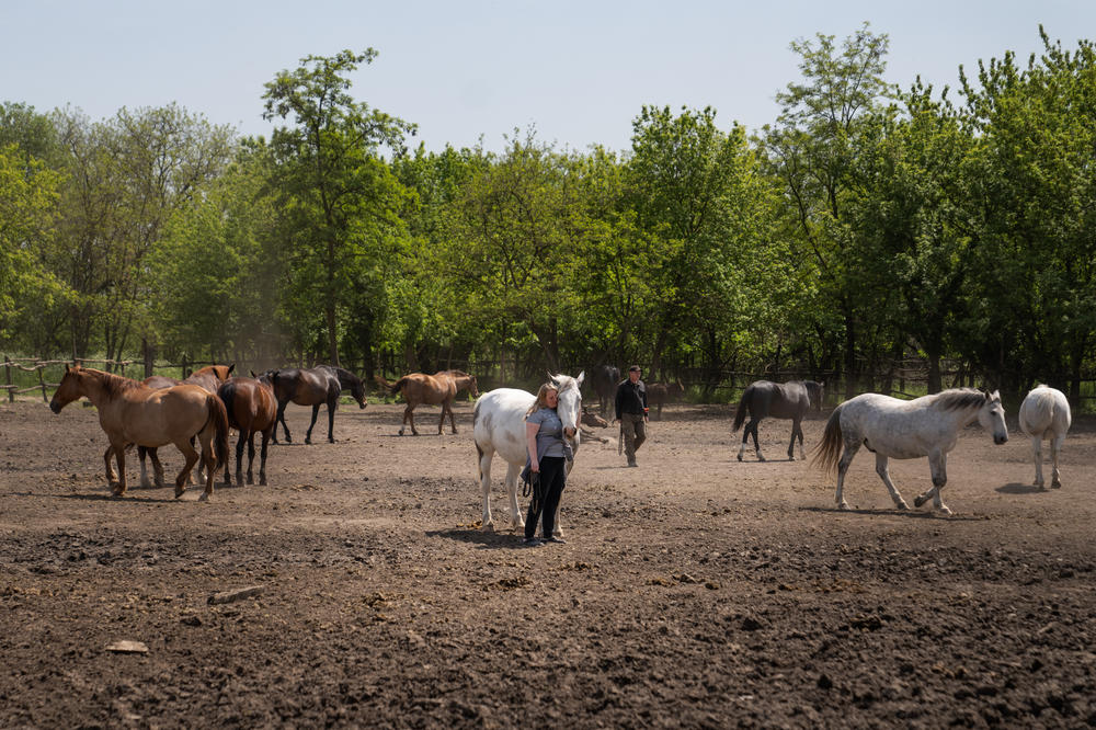 Anastatasiya walks among the horses at the riding school she runs on Khortytsia.