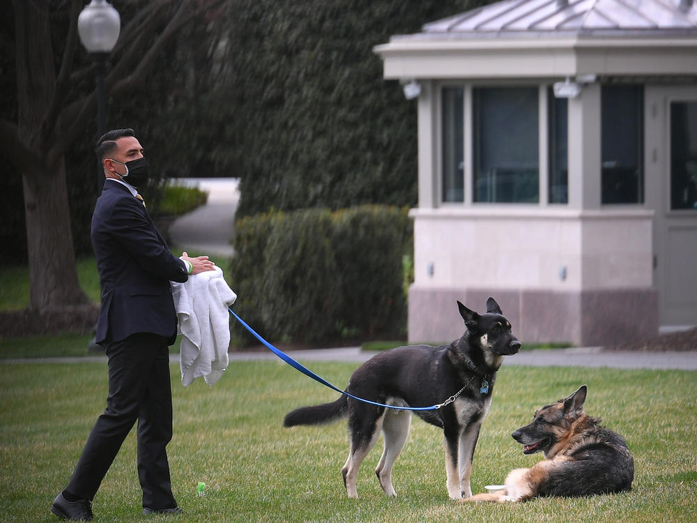 Champ, reclining, and Major, standing, on the White House South Lawn on March 31, 2021. Champ died a few months later at age 13, and Major went to a new home after biting incidents.