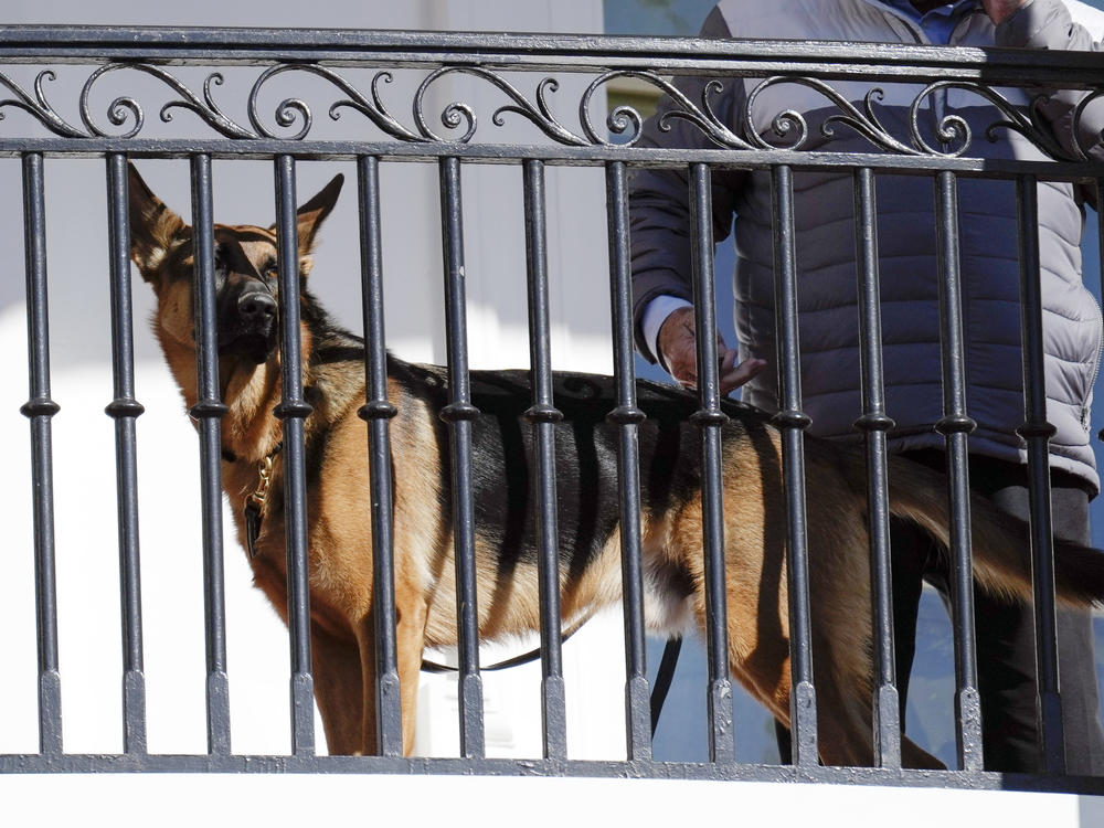President Biden's dog Commander looks out from the balcony during the 2022 Thanksgiving turkey pardon ceremony. Secret Service records show the dog has bitten a number of agents, raising concerns.
