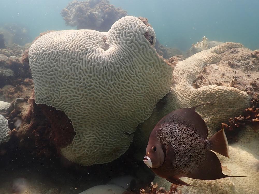 In this image provide by NOAA, a fish swims near coral showing signs of bleaching at Cheeca Rocks off the coast of Islamorada, Fla., on July 23.