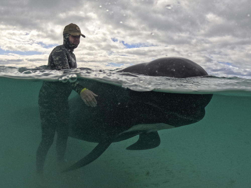 In this photo provided by the Department of Biodiversity, Conservation and Attractions, a rescuer tends to a long-finned pilot whale, Wednesday, July 26, 2023, after nearly 100 whales beached themselves at Cheynes Beach east of Albany, Australia.