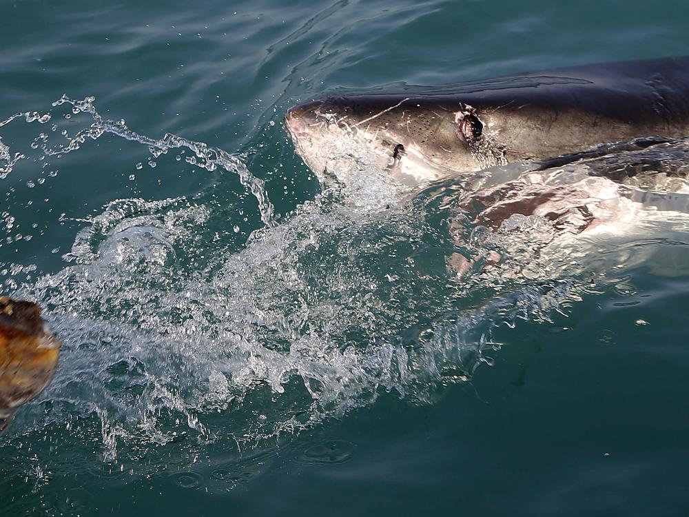 A great white shark tries to bite a fish head being trolled though the water as researchers chum the ocean looking for sharks off the coast of Gansbaai, South Africa, in 2016.