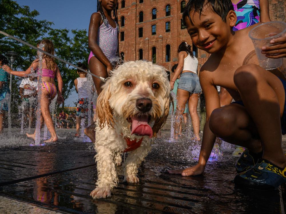 Children play with a dog in a water fountain in New York City on Wednesday, during a heat wave.