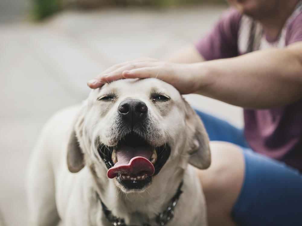 When humans interact with dogs, the feel-good hormone oxytocin increases — in the person and the dog.