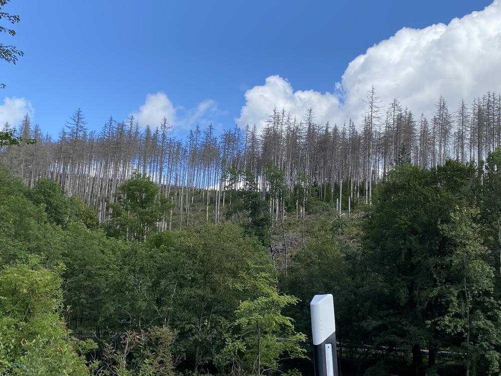 Dead trees in the forests of the Harz Region.