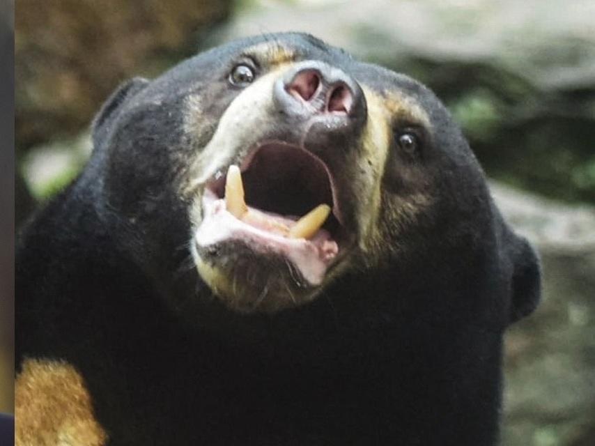 From left: Donald Trump, probably a bear, but can we really be sure?