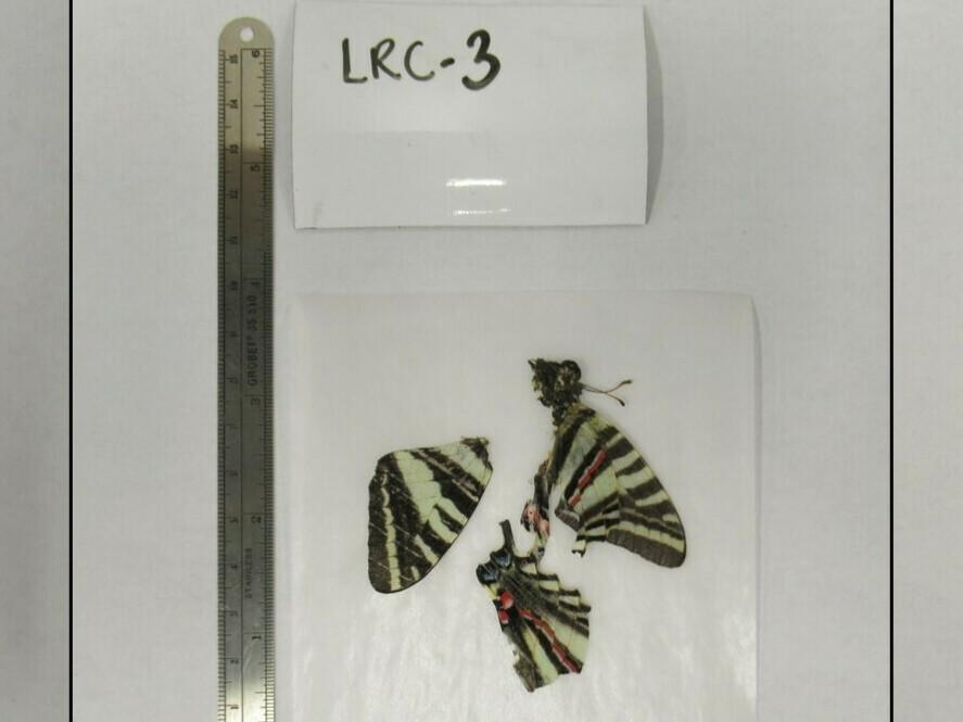 Three insect specimens are stored in a U.S. Geological Survey research lab in Kansas. They are part of the agency's Lepidoptera Research Collection. USGS is asking residents in six states to send in dead butterflies, moths and skippers so scientists can test them for contaminants.